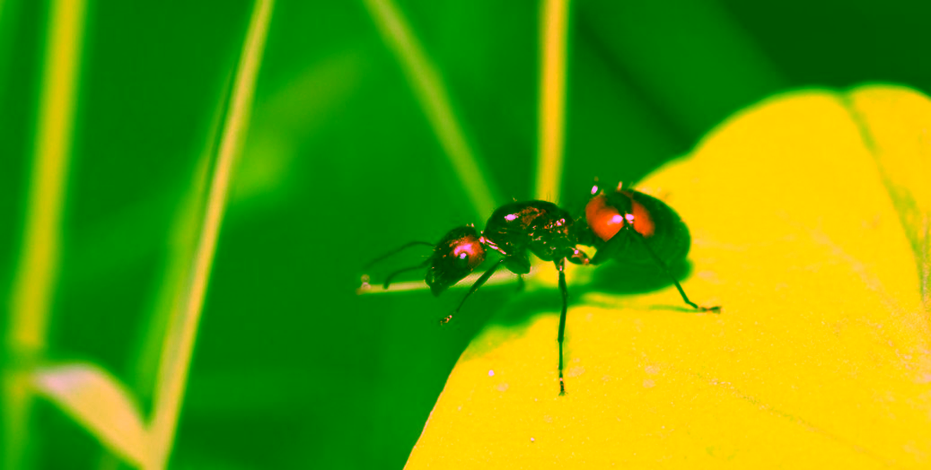 hormigas