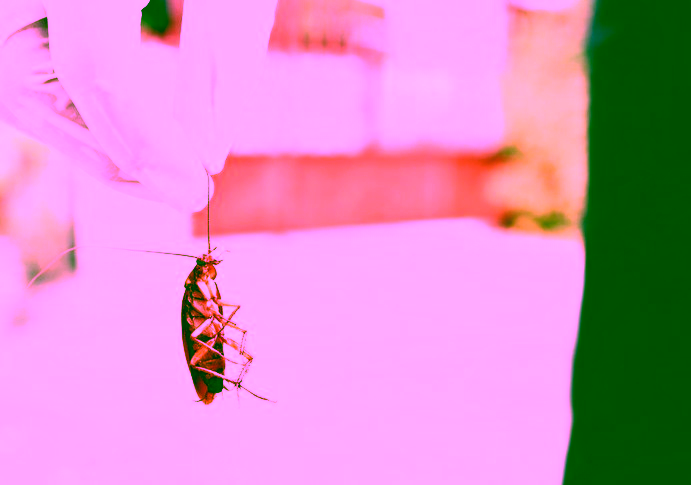 cucarachas