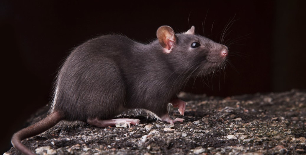 ratas y ratones en Madrid - Desinfecciones, Fumigaciones, Desinsectaciones Madrid Soluciones Garantizadas