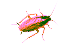 germanica