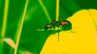 HORMIGAS