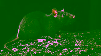 RATAS Y RATONES